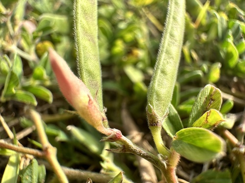 Image of Tephrosia pumila by (c) scallions, some rights reserved (CC BY)