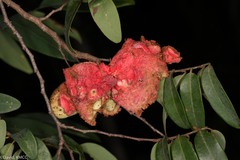 Xylopia
