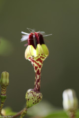 Ceropegia