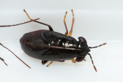 Geocoris lineolus cognatus
