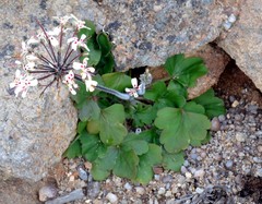 Pelargonium moniliforme