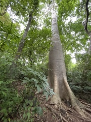 Cavanillesia platanifolia image