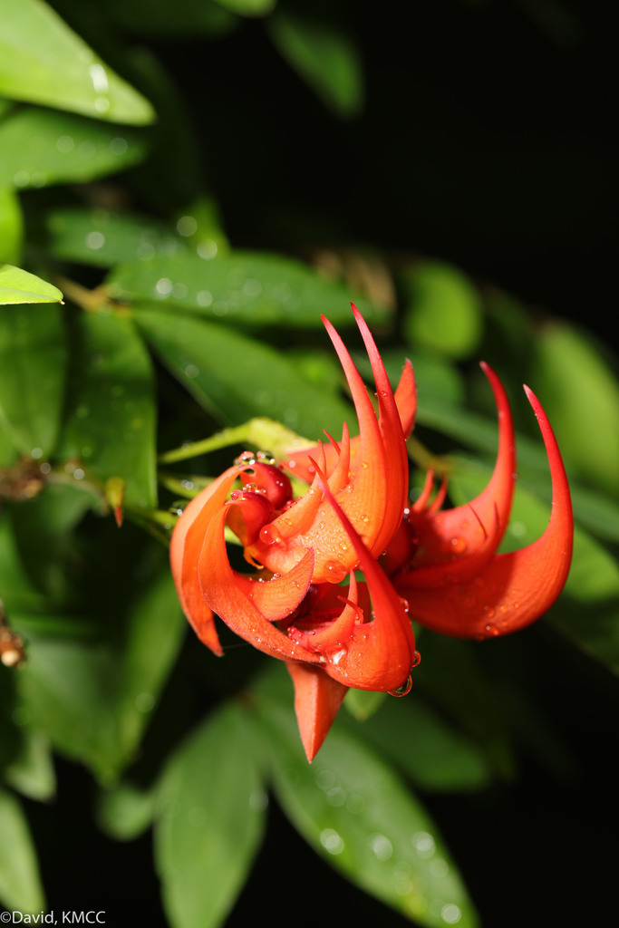 Chadsia versicolor