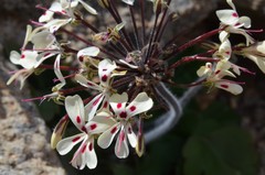 Pelargonium moniliforme