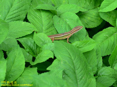 Takydromus viridipunctatus