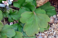Pelargonium moniliforme