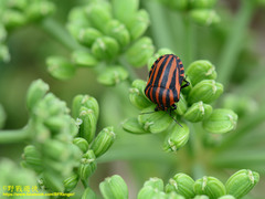 Graphosoma rubrolineatum