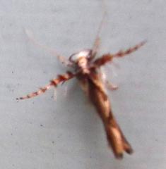 Stathmopoda stimulata