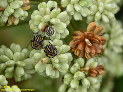 Graphosoma rubrolineatum