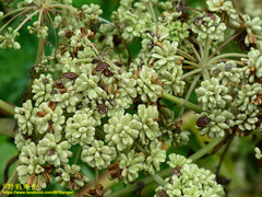 Graphosoma rubrolineatum