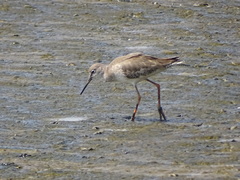 Tringa totanus