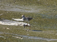 Tringa totanus