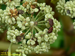 Graphosoma rubrolineatum