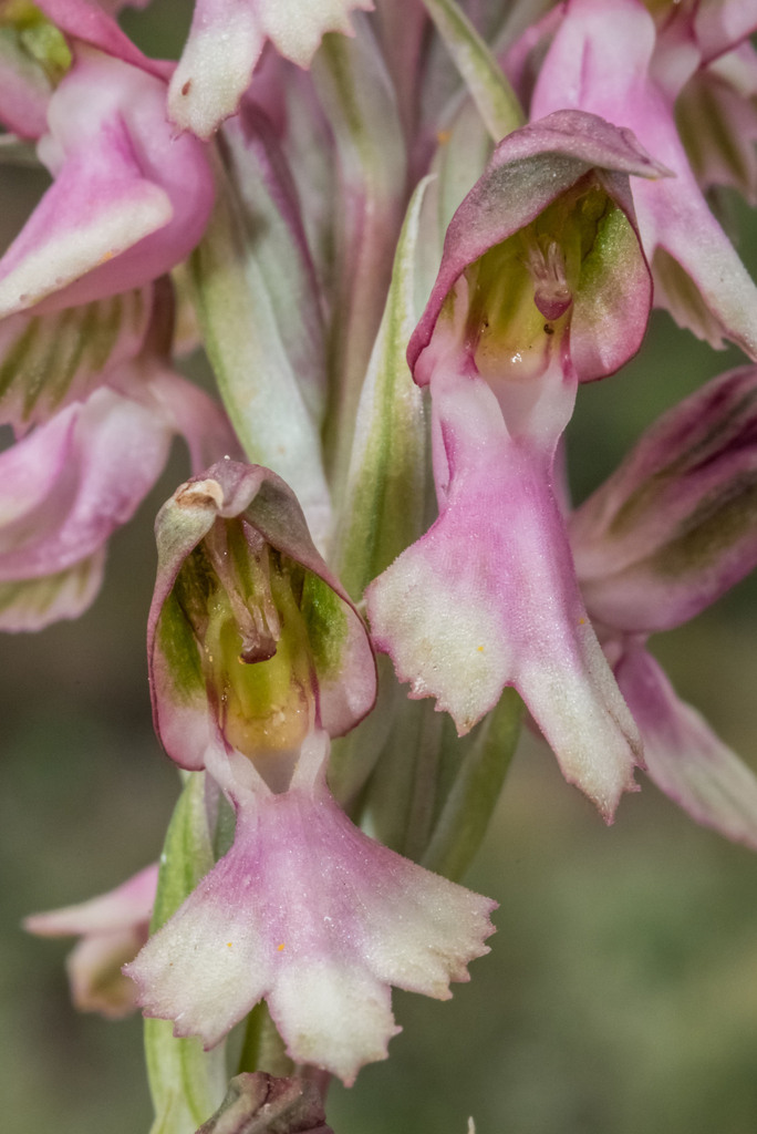 Holy Orchid