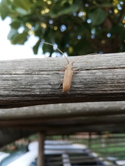 Stenidea alutacea