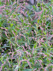 Persicaria decipiens