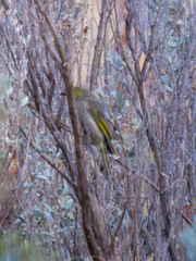 Ptilotula penicillata