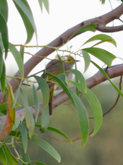 Ptilotula penicillata