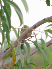 Ptilotula penicillata