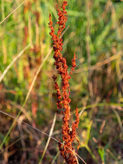 Rumex