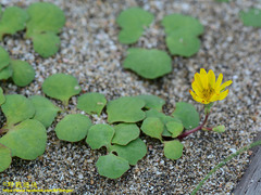 Ixeris repens
