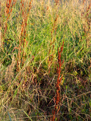 Rumex
