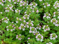 Lysimachia mauritiana