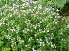 Lysimachia mauritiana