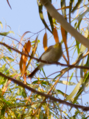 Ptilotula penicillata