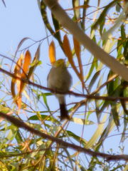 Ptilotula penicillata