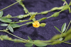 Fabaceae