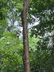 Bursera simaruba image