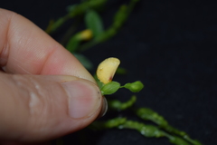 Fabaceae