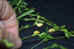 Fabaceae