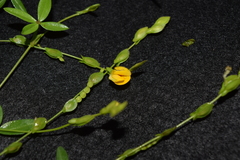 Fabaceae