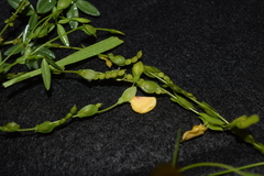 Fabaceae