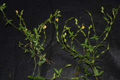 Fabaceae