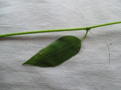 Parsonsia heterophylla