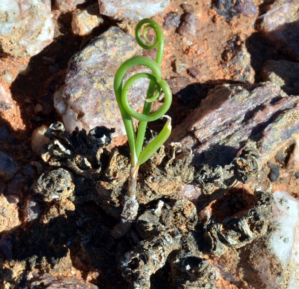Bulbine torsiva