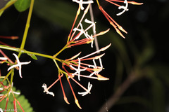 Ixora platythyrsa