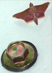 Endotricha olivacealis