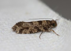 Parochmastis hilderi