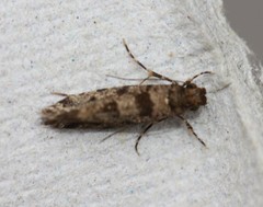 Parochmastis hilderi