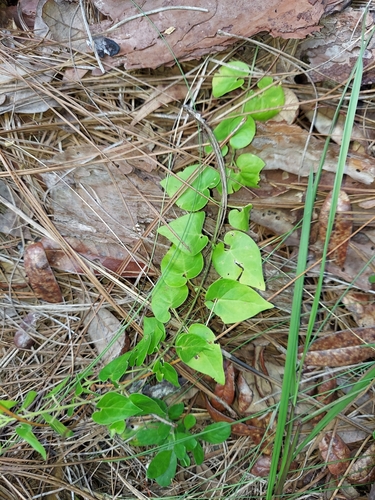Image of Matelea pubiflora by (c) Athena Philips, some rights reserved (CC BY)