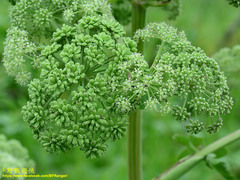 Angelica hirsutiflora
