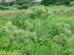 Angelica hirsutiflora