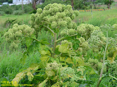 Angelica hirsutiflora