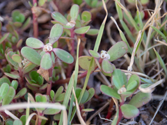 Portulaca oleracea
