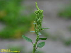 Chenopodium acuminatum virgatum