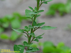Chenopodium acuminatum virgatum